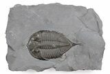 Dalmanites Trilobite Fossil - New York #357135-1